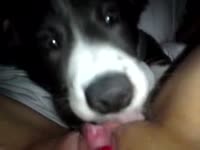 Dog eating the wet pussy of a hot chick